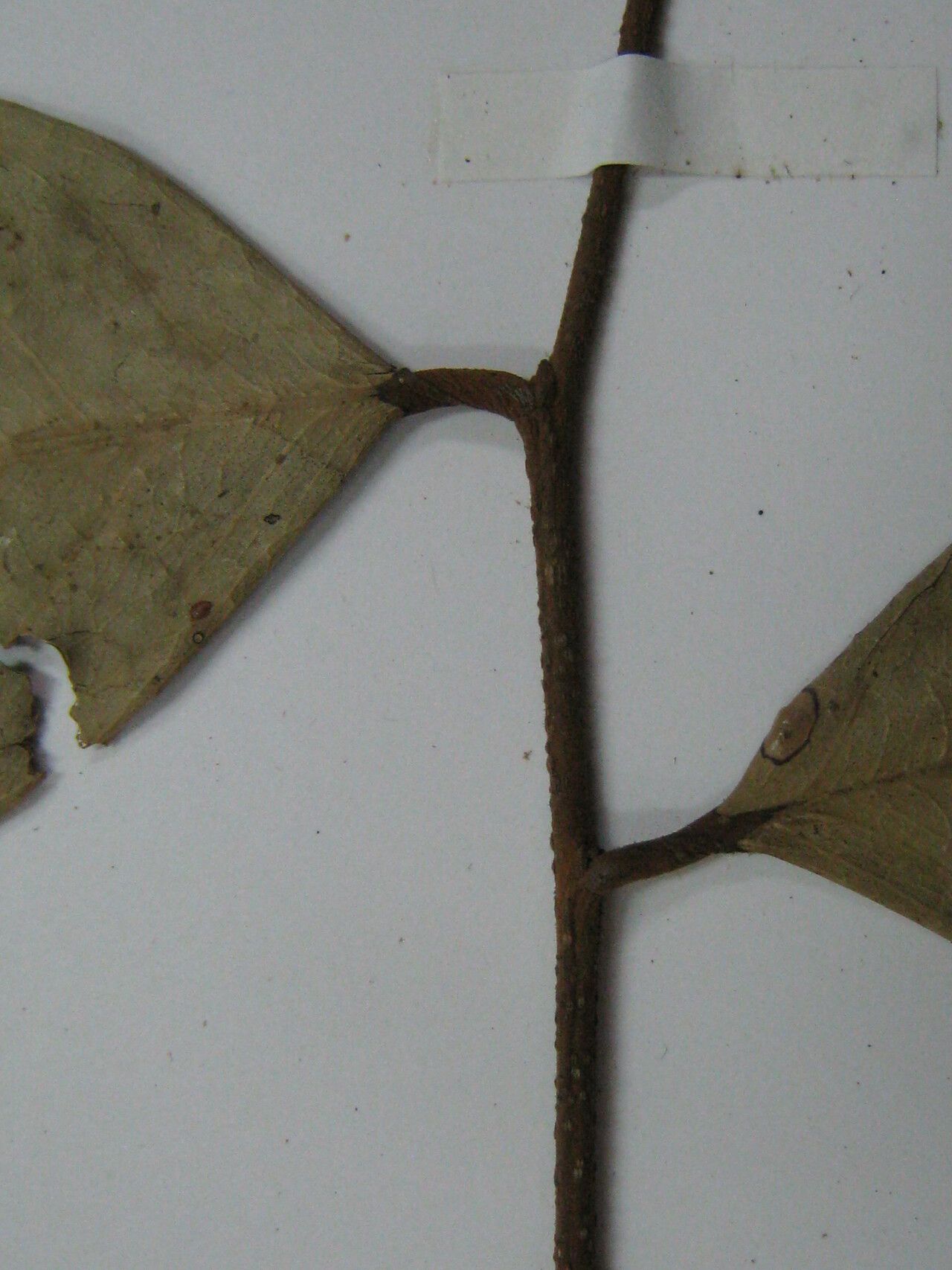 Licania cyathodes — houseplant care guide