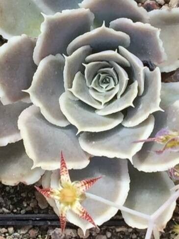 Graptopetalum marginatum — search result for 'Graptopetalum'