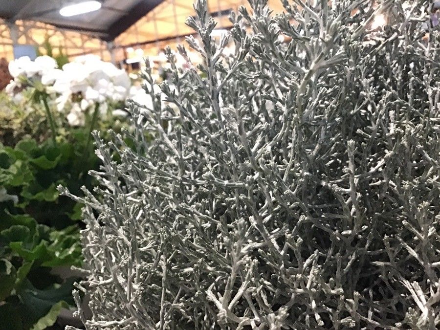 Calocephalus lacteus leaf