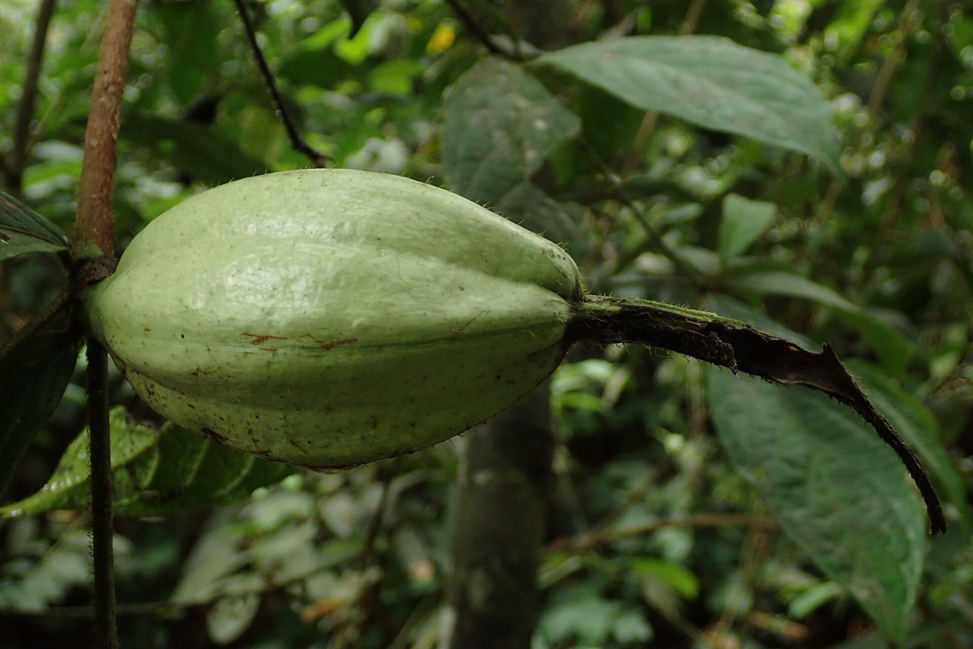 Rothmannia hispida fruit