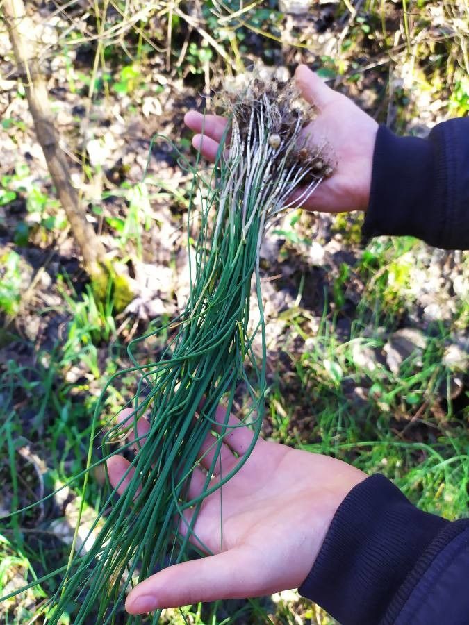 Allium massaessylum leaf