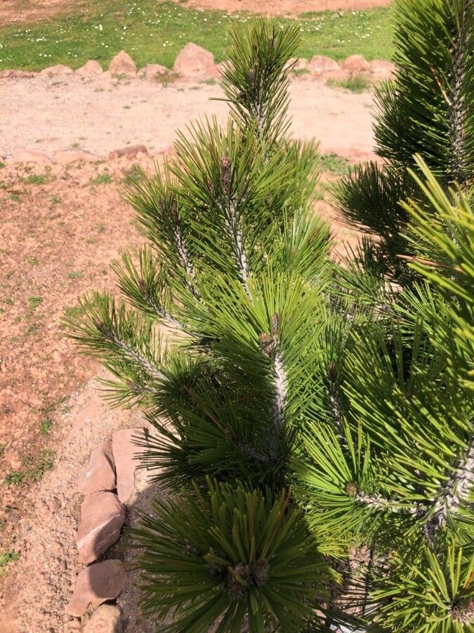Pinus heldreichii — search result for 'Pinaceae'