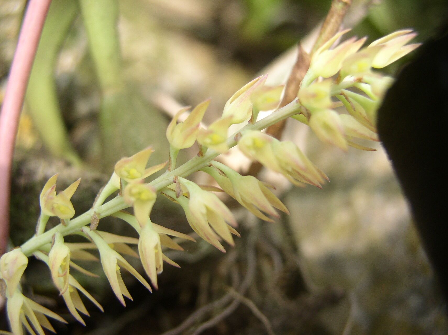 Bulbophyllum nigritianum — houseplant care guide
