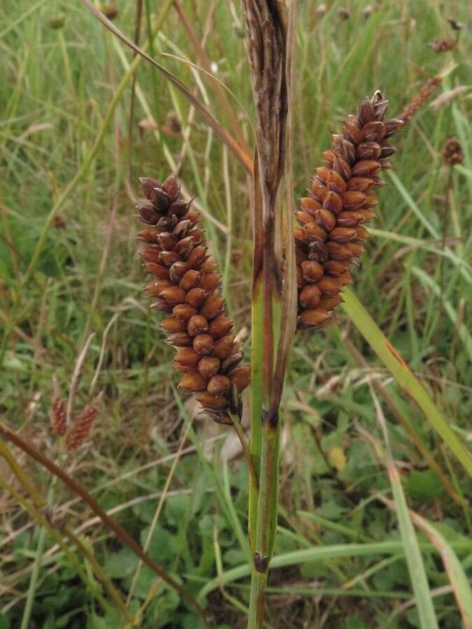 Carex flacca fruit