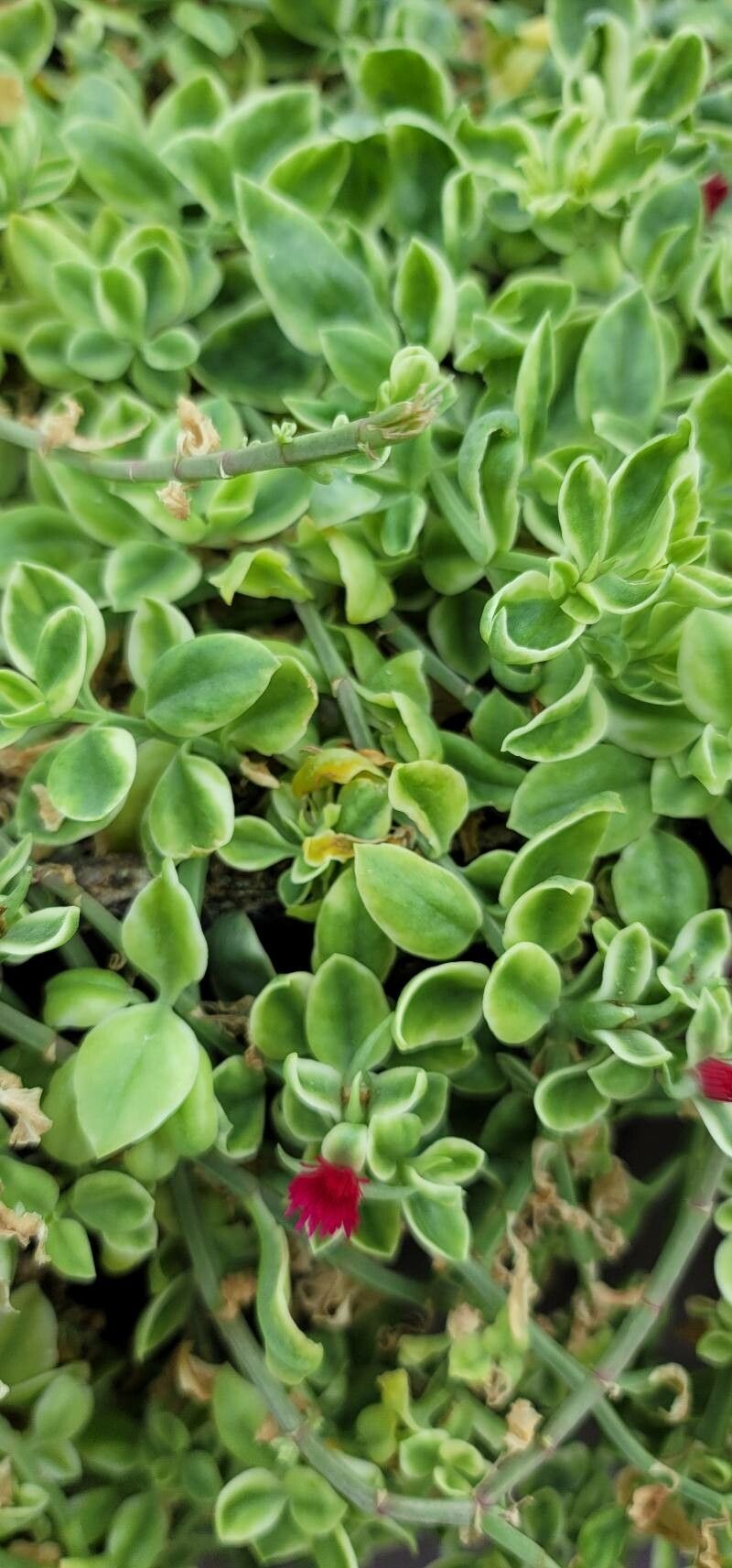 Mesembryanthemum cordifolium cv. 'Variegata' leaf
