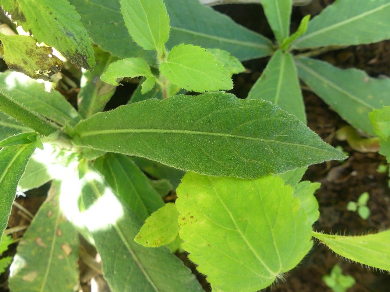 Elephantopus mollis leaf