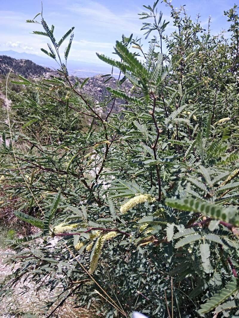 Prosopis velutina flower