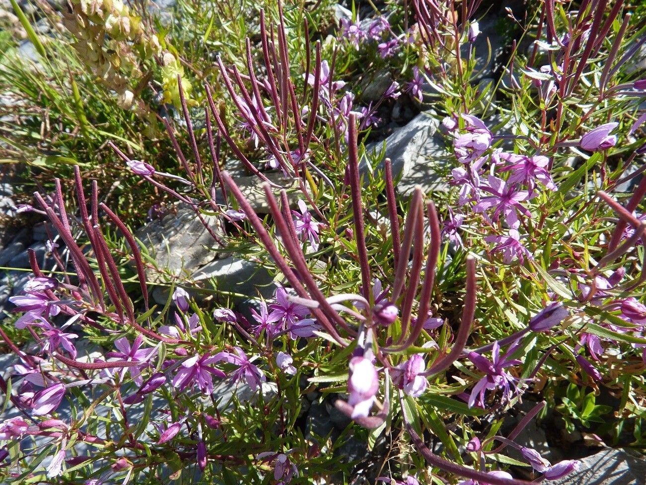 Epilobium dodonaei fruit