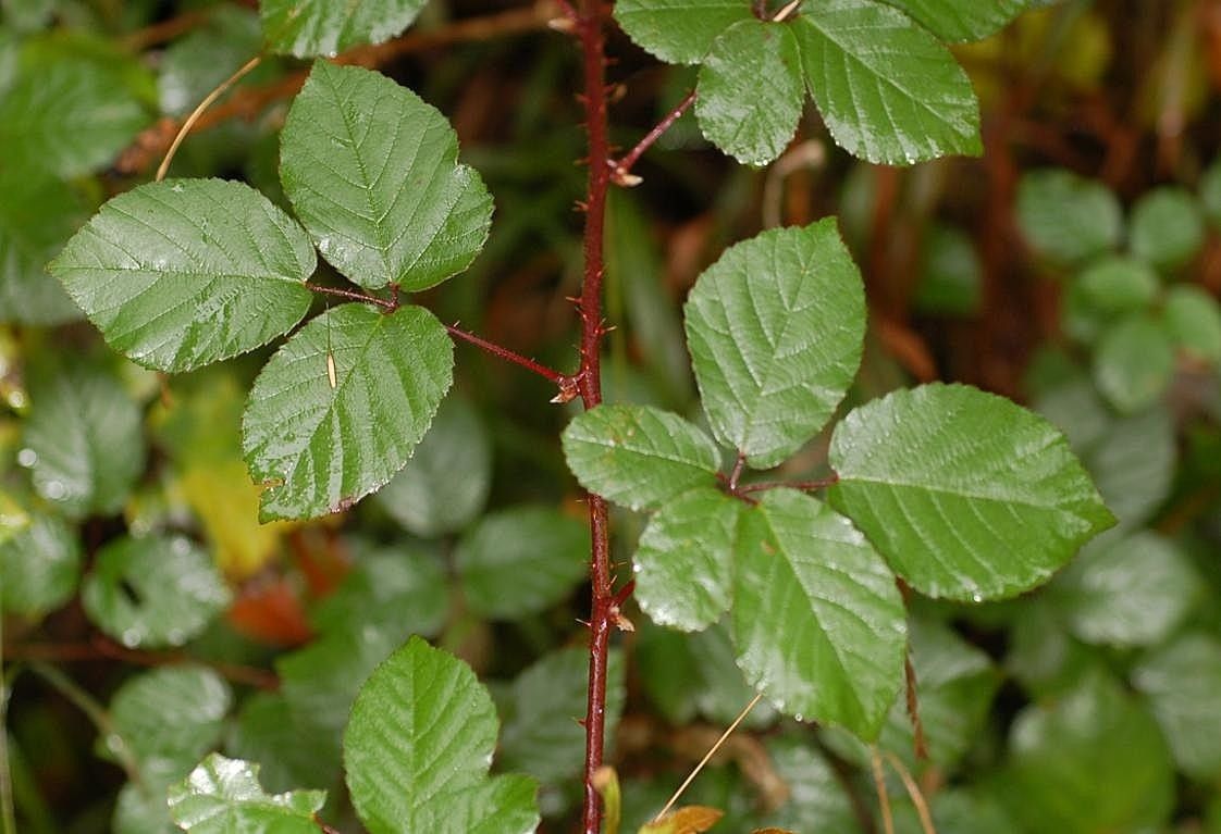 Rubus salisburgensis — houseplant care guide