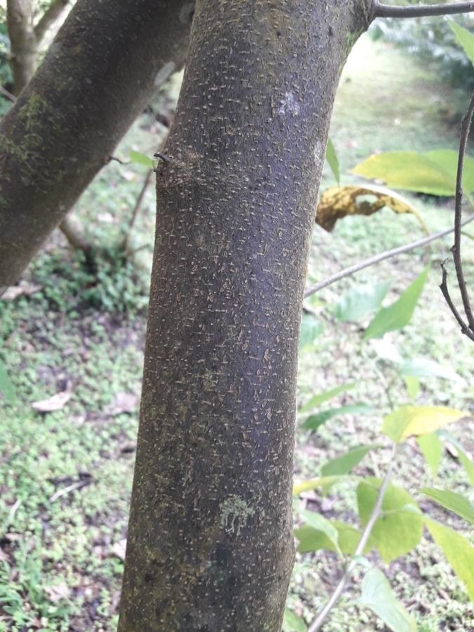 Cordia martinicensis bark