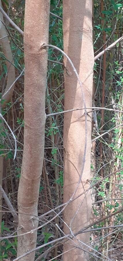 Eucalyptus macarthurii bark