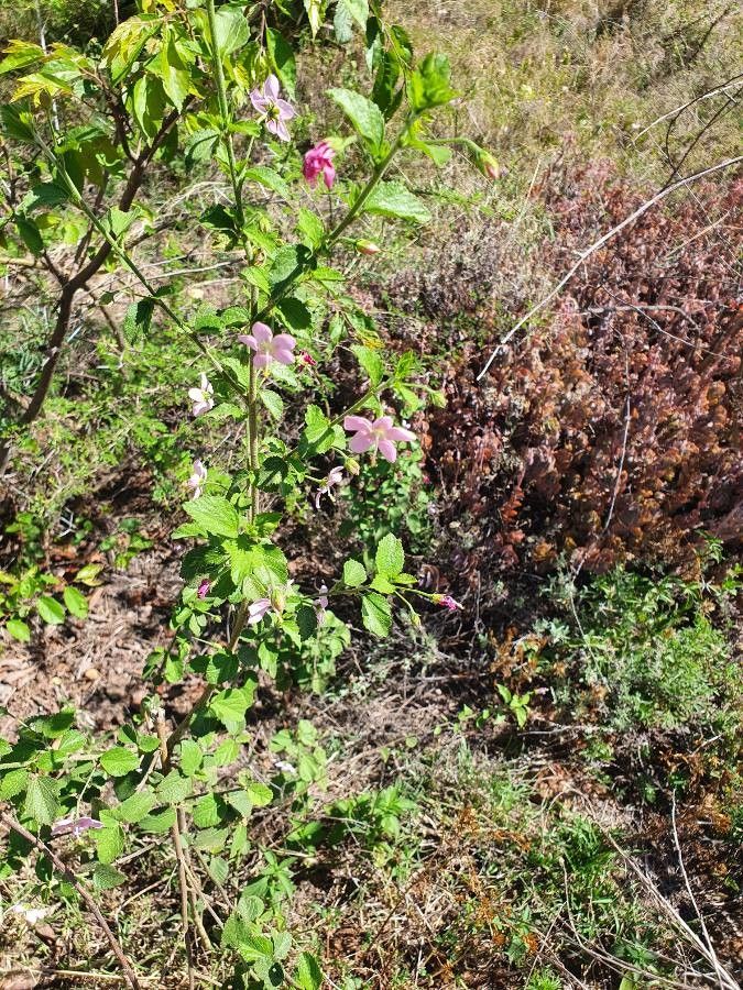 Hibiscus meyeri habit