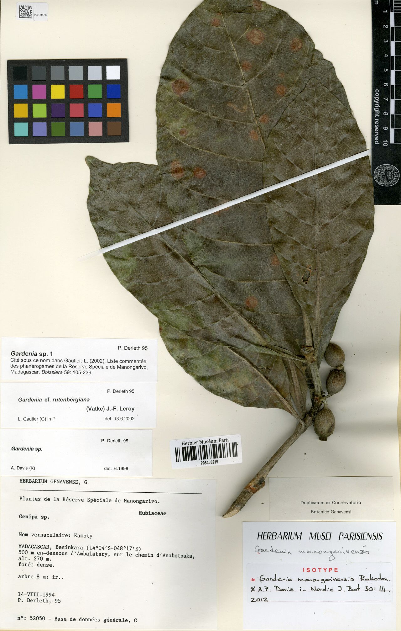 Gardenia manongarivensis — search result for 'Gardenia'