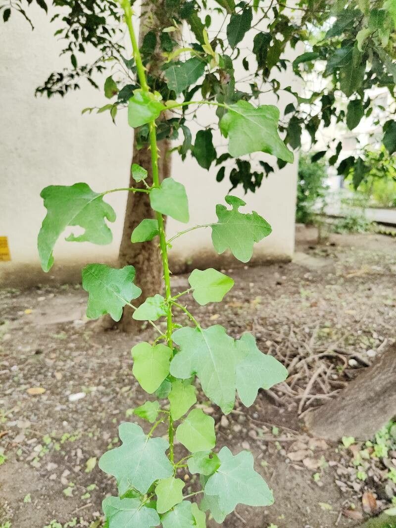 Solanum trilobatum leaf