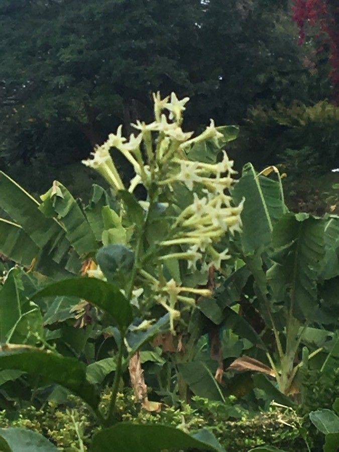 Tabernaemontana elegans flower