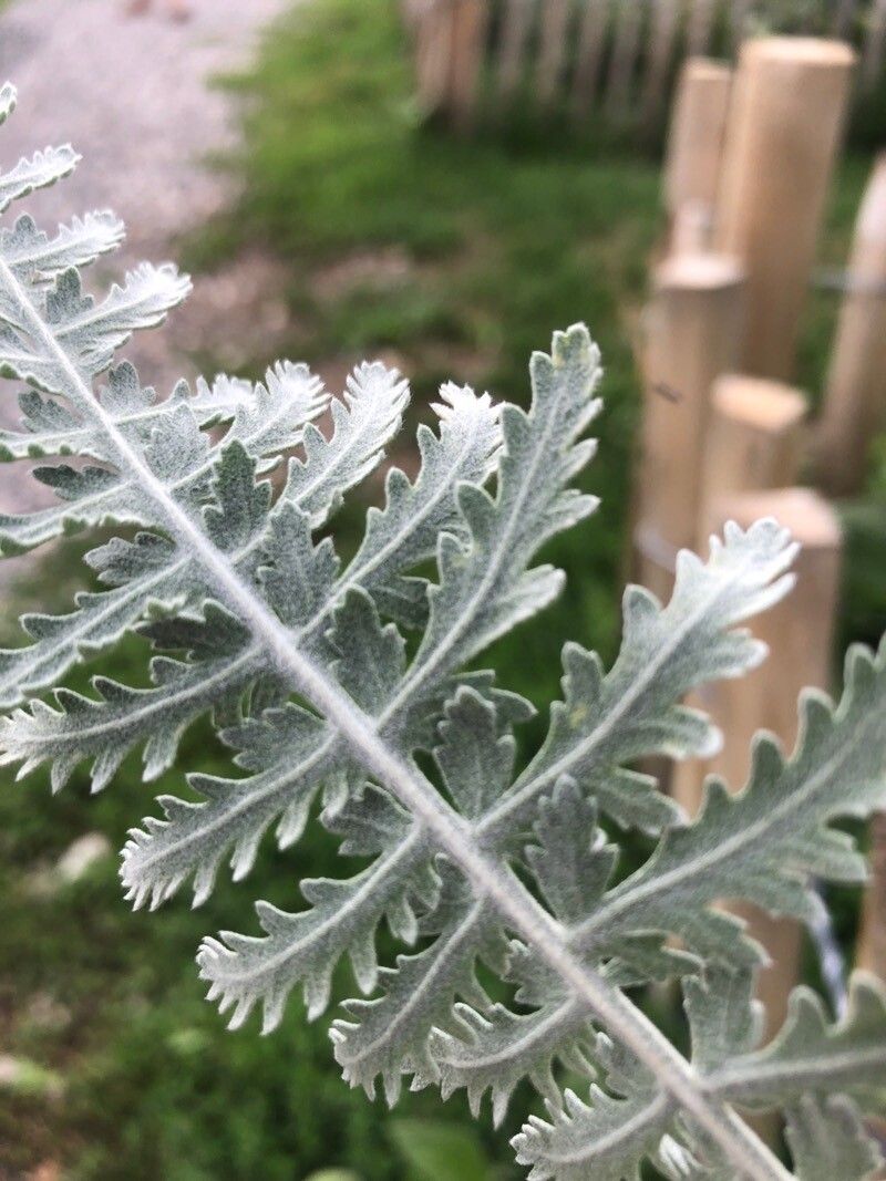 Artemisia armeniaca leaf