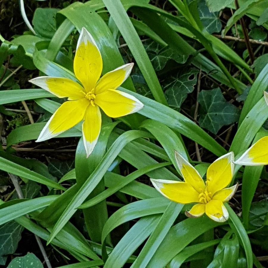 Tulipa sylvestris — maintenance medium houseplant