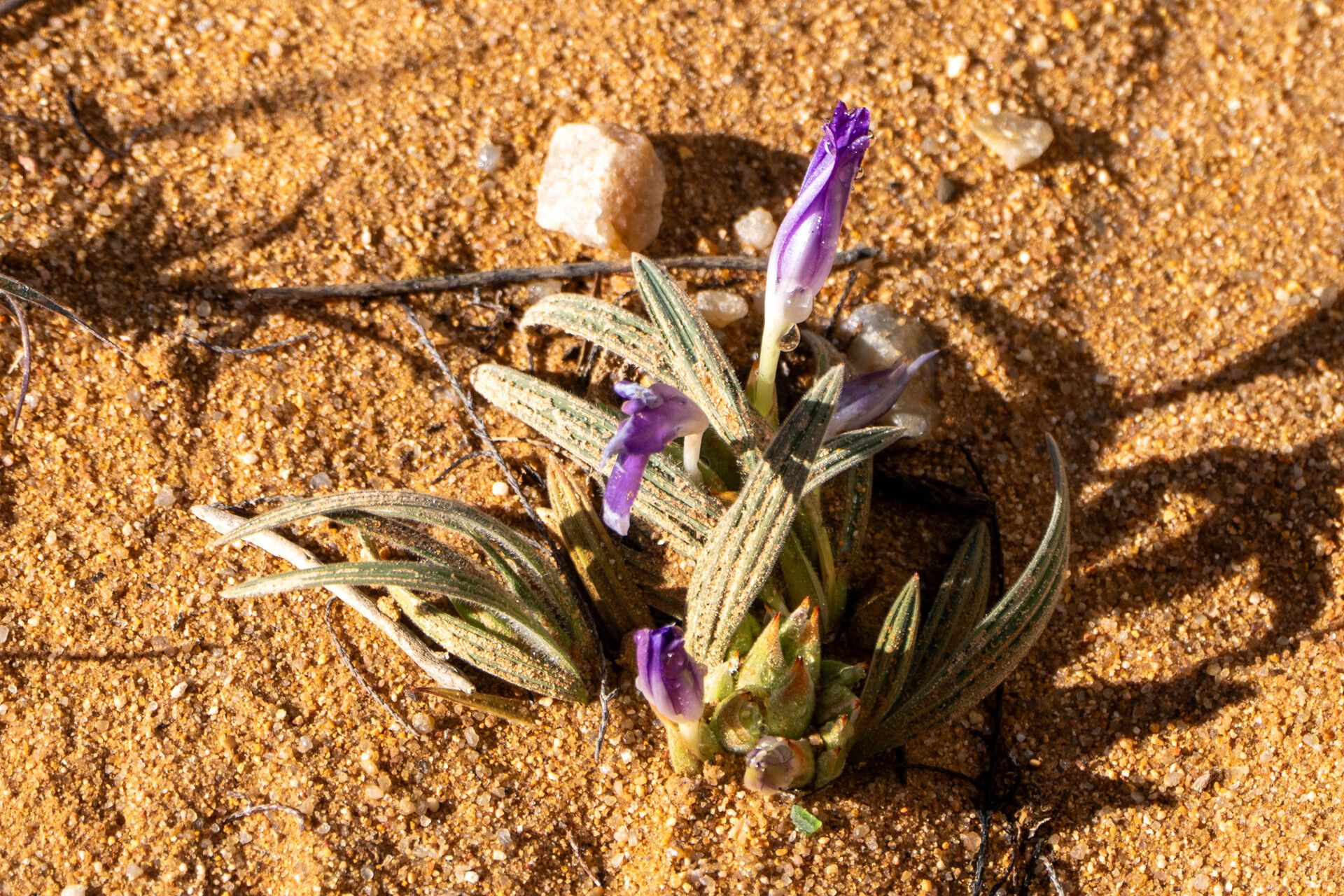 Babiana curviscapa — related species from the same genus