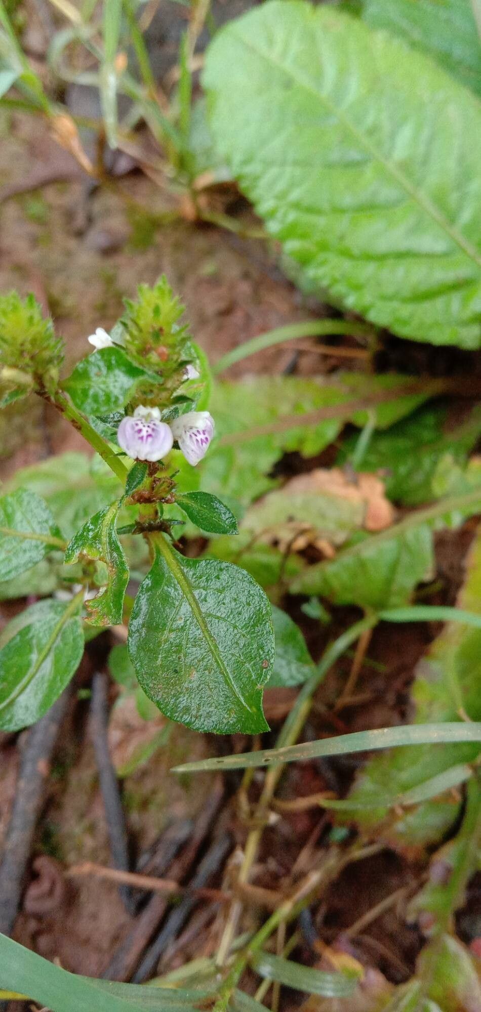 Rostellularia procumbens flower