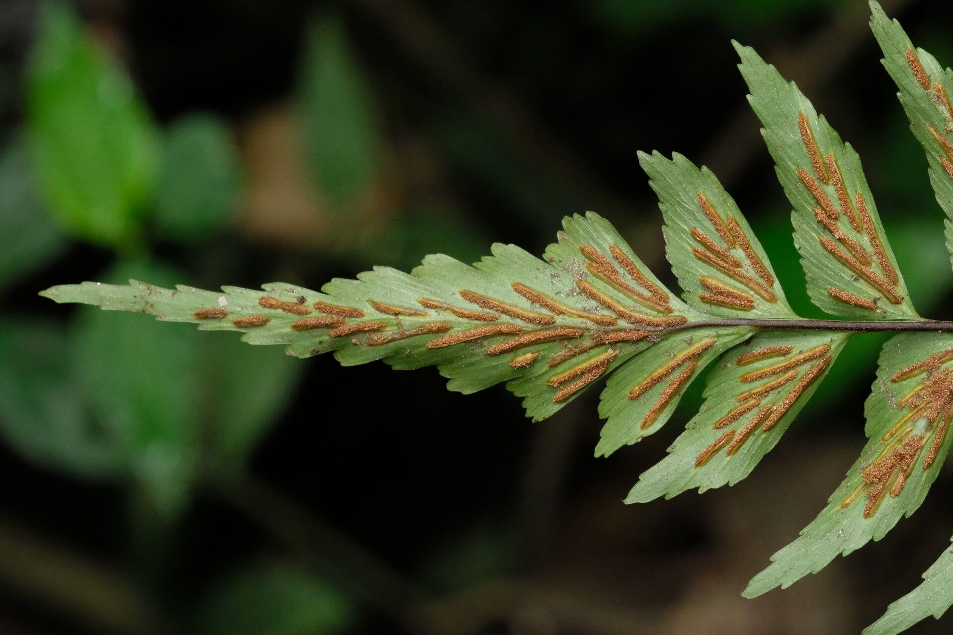 Asplenium eurysorum — houseplant care guide