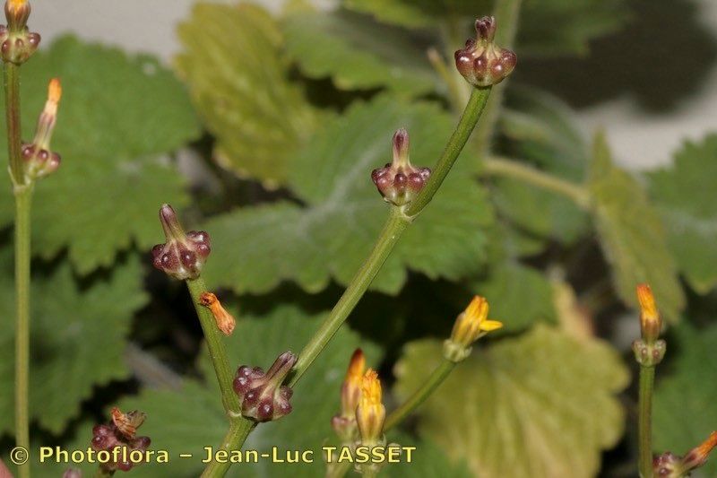 Crepis zacintha flower