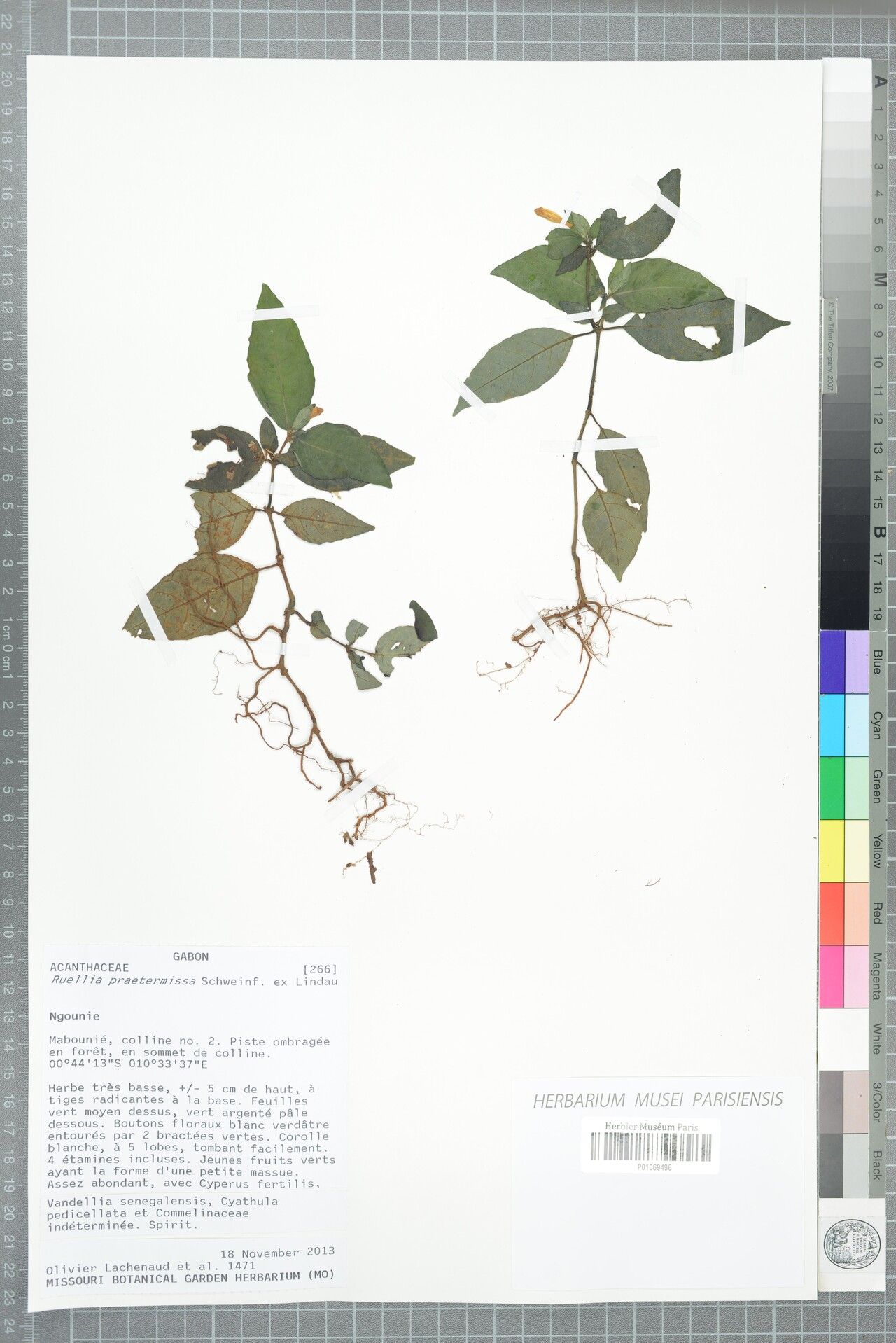 Ruellia praetermissa — search result for 'Ruellia'