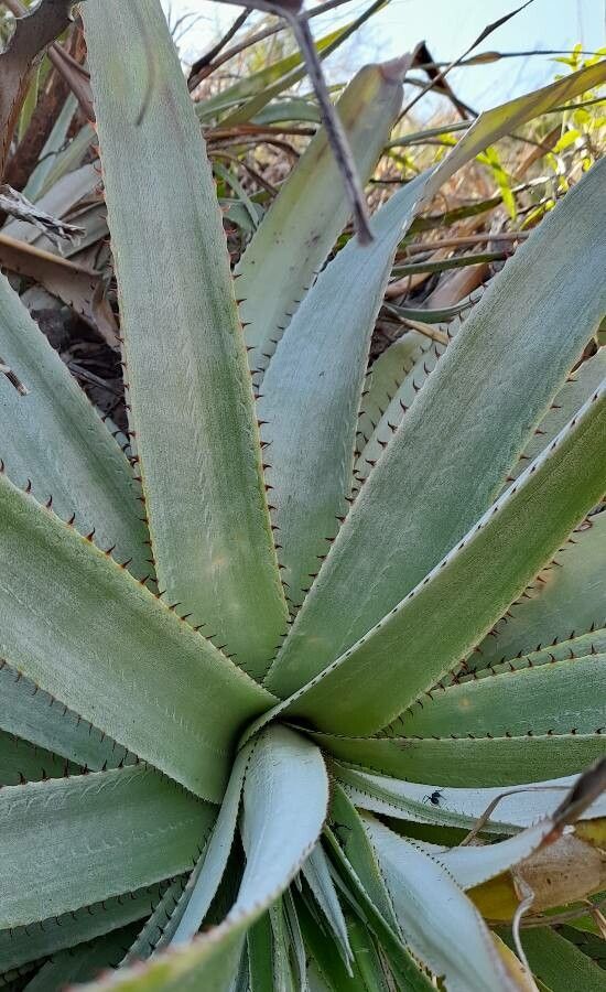 Puya spathacea — search result for 'Puya'