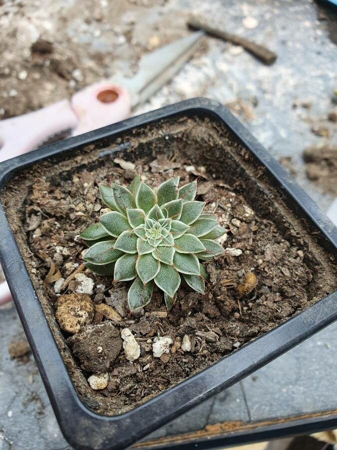 Graptopetalum filiferum