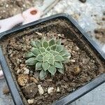 Graptopetalum filiferum