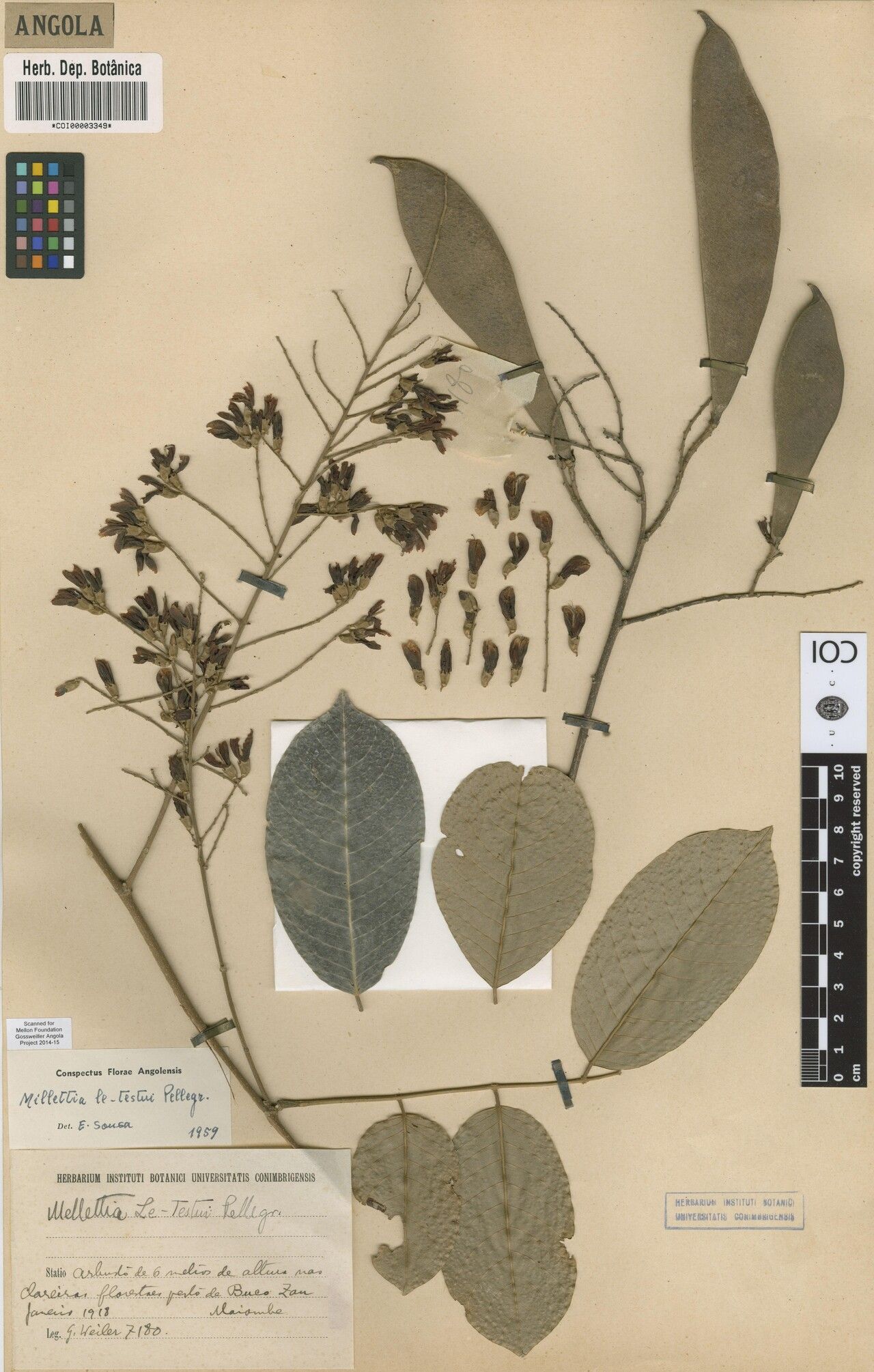 Millettia letestui — houseplant care guide