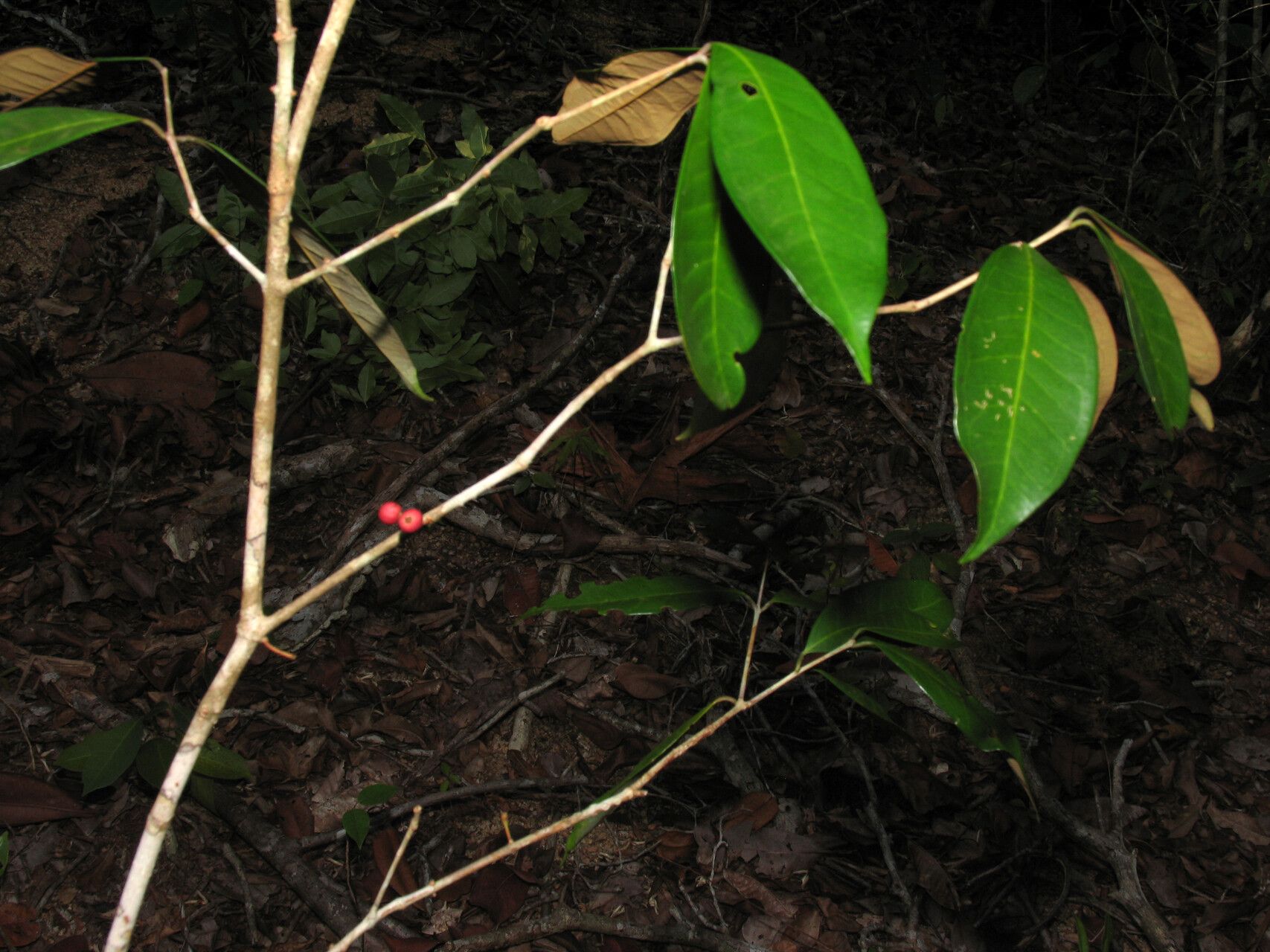 Eugenia ramiflora other