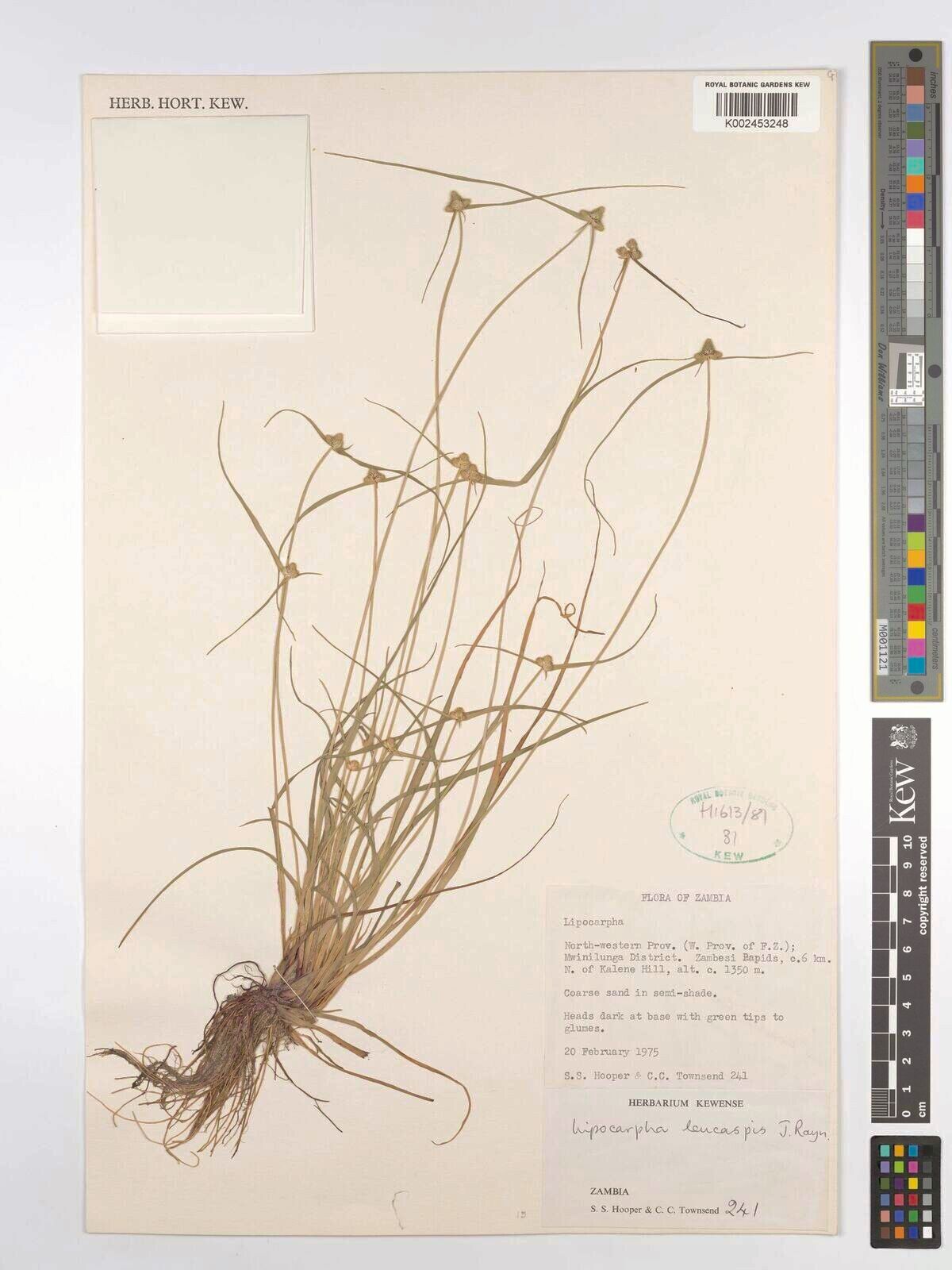 Cyperus leucaspis — houseplant care guide