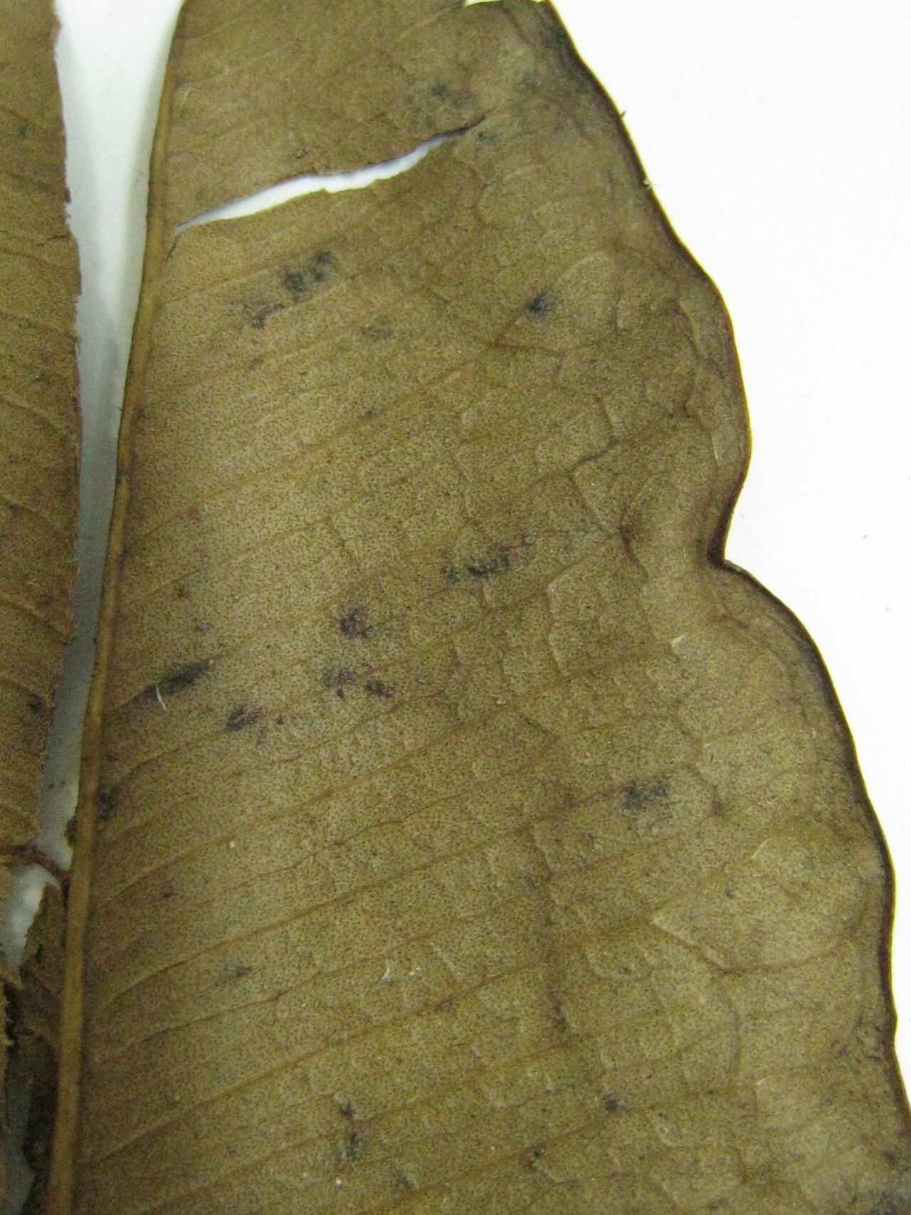 Ficus crassivenosa other