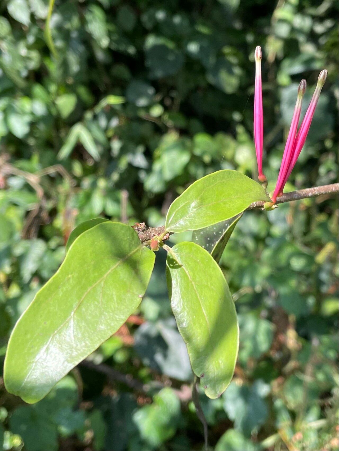 Tapinanthus constrictiflorus flower