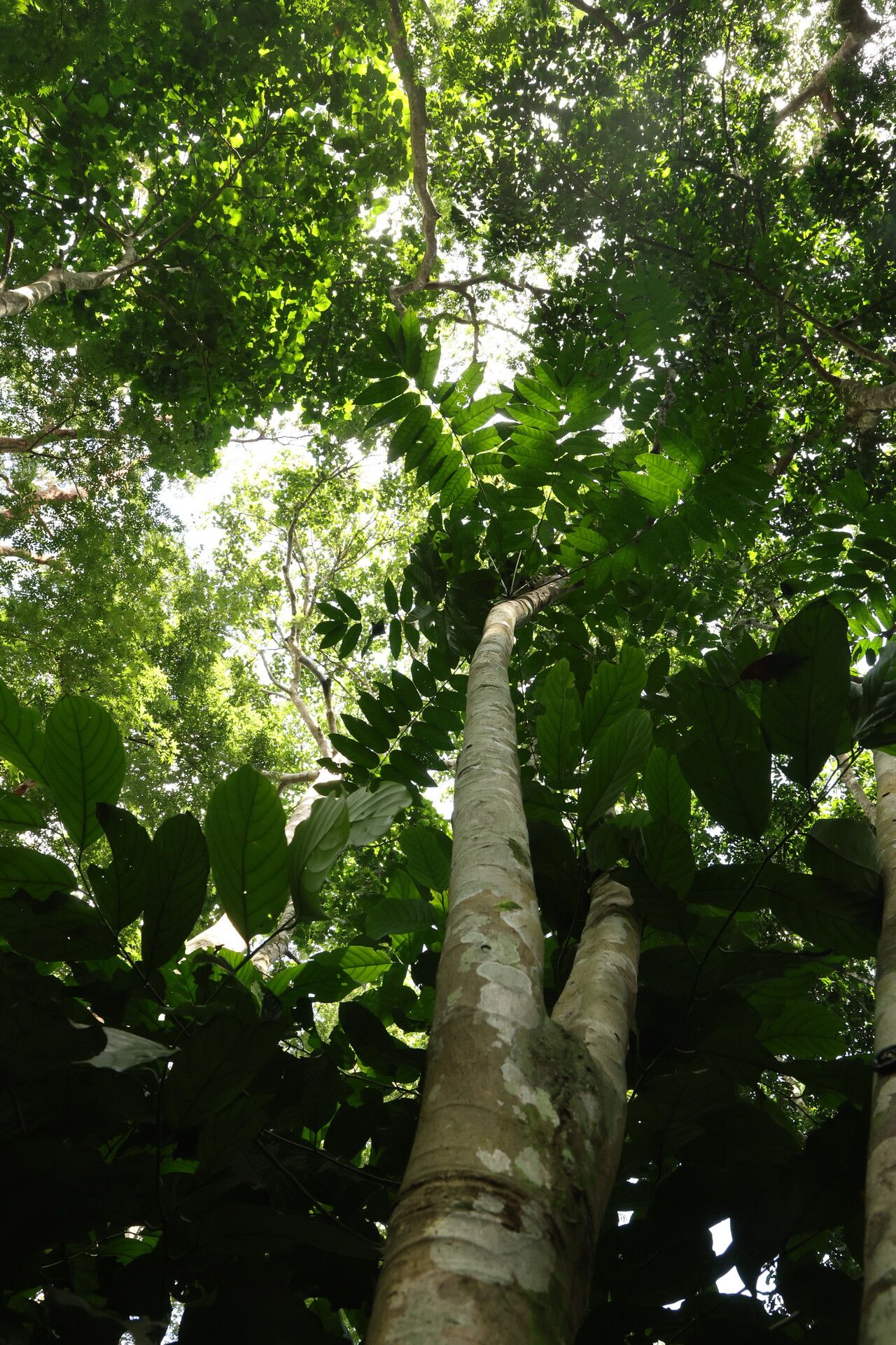 Bersama yangambiensis habit