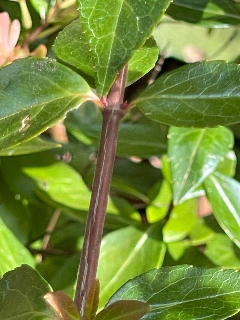 Vesalea grandifolia bark