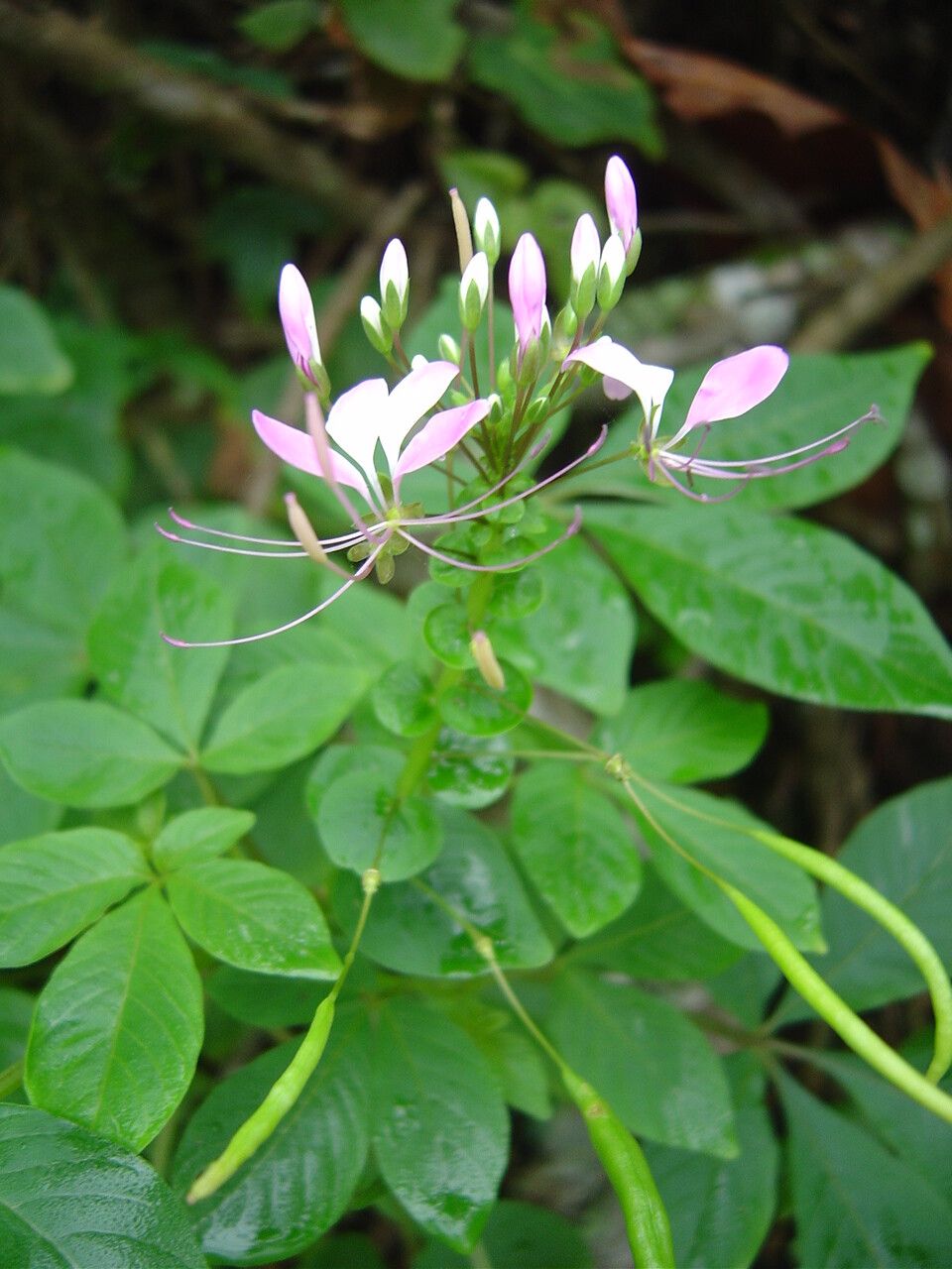 Cleome rosea — search result for 'Cleome'