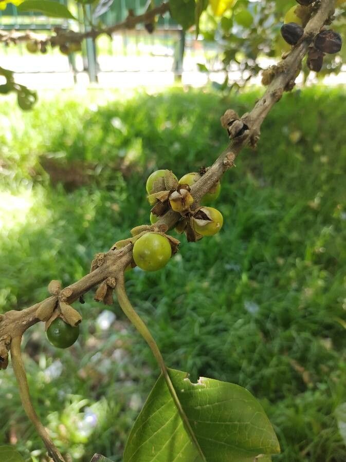 Aegiphila bogotensis fruit