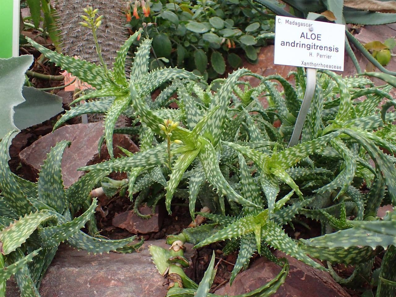 Aloe andringitrensis habit