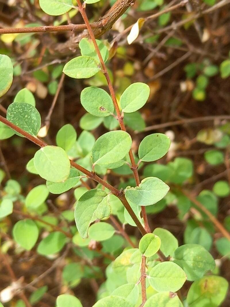 Symphoricarpos guatemalensis
