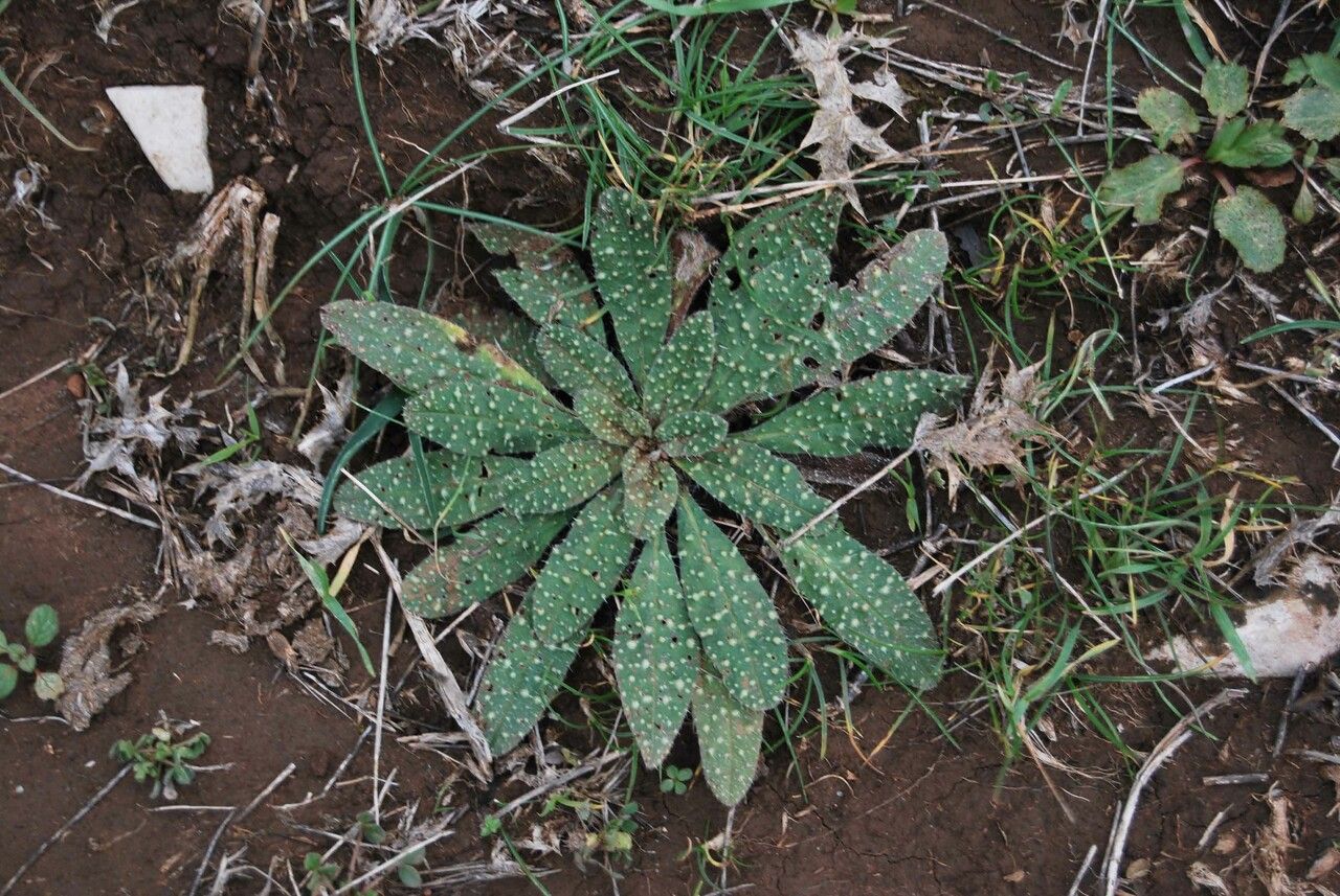 Echium italicum — search result for 'Echium'