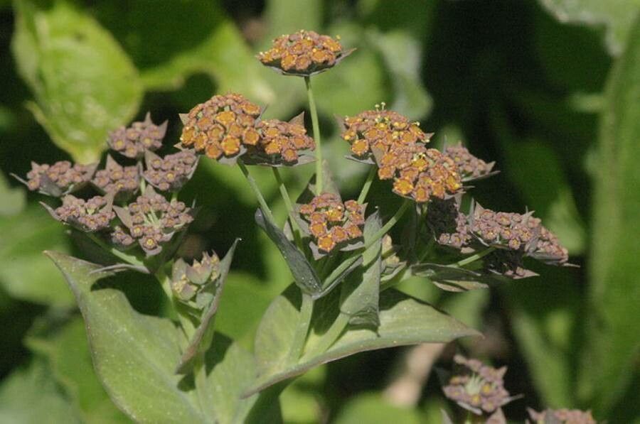 Bupleurum longifolium flower