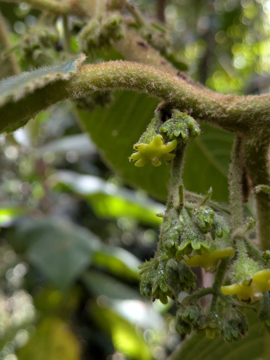 Siparuna echinata — houseplant care guide