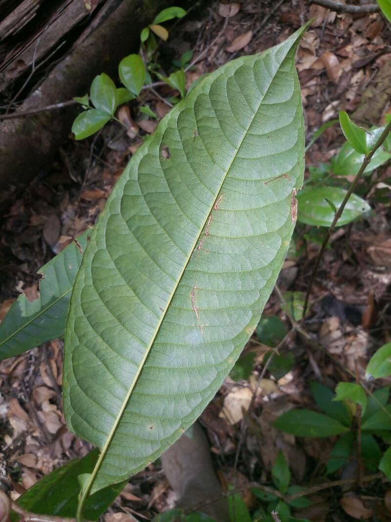 Lecythis poiteaui — houseplant care guide