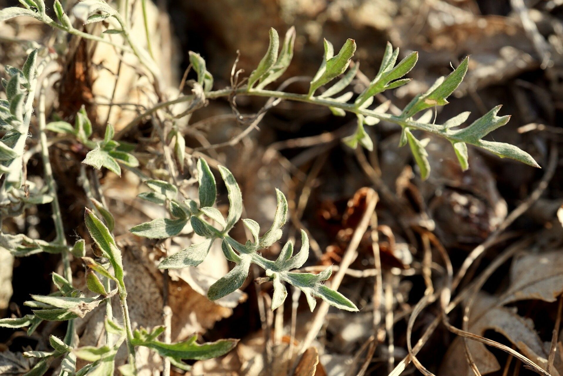 Centaurea biebersteinii — houseplant care guide