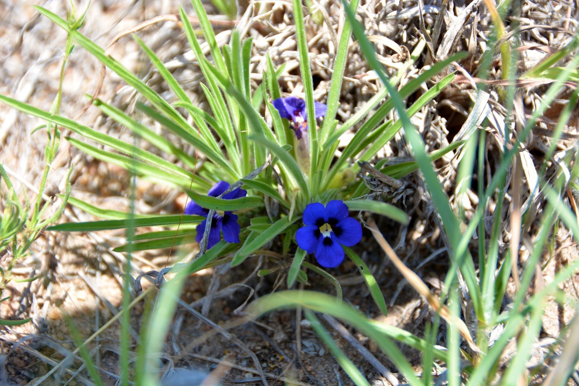 Aptosimum lineare — related species from the same genus