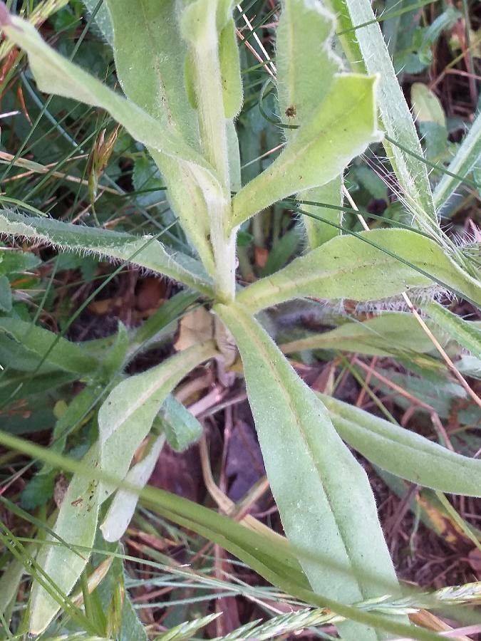 Cynoglossum creticum — search result for 'Boraginaceae'