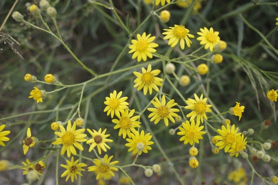 Senecio pterophorus flower
