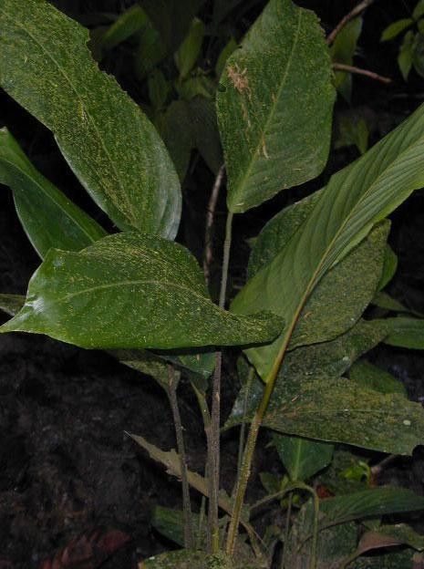 Stromanthe palustris other