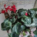Cyclamen persicum